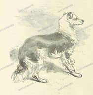 Fauna Vintage Prints