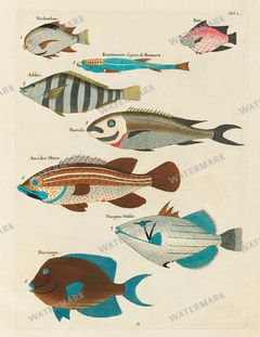 Fish Vintage Prints