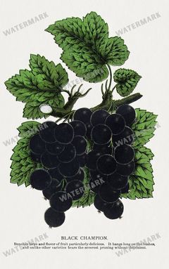 Folio Of Botanical Specimen Vintage Prints