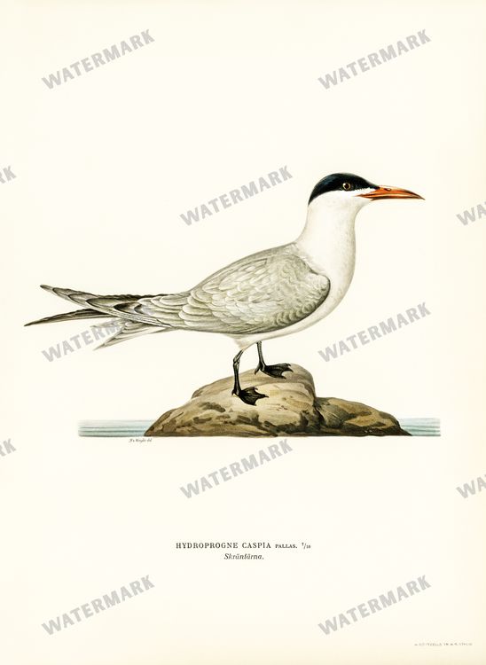 Birds Vintage Prints