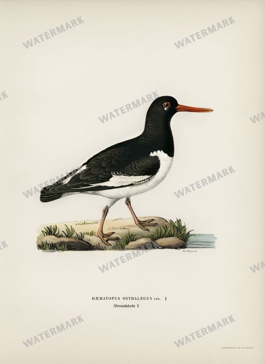 Birds Vintage Prints