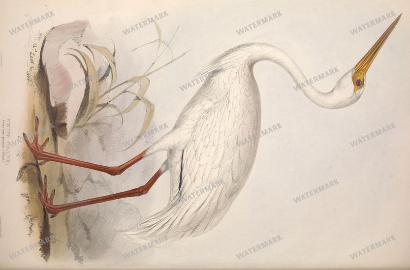 Birds Vintage Prints