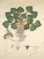 Botanical Plant Vintage Prints