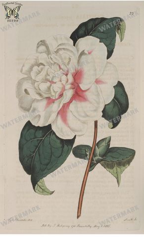 Botanical Vintage Prints