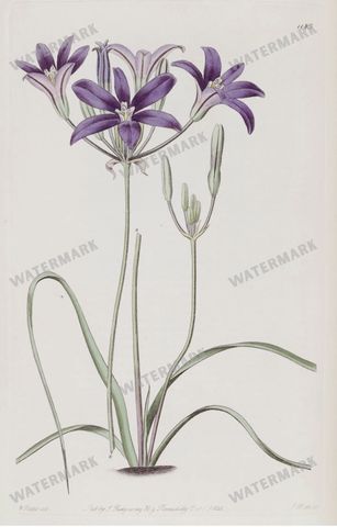 Botanical Vintage Prints