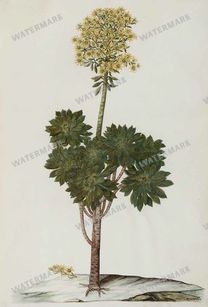 Botanical Vintage Prints