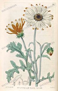 Botanical Vintage Prints