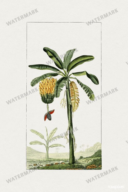 Botanical Vintage Prints
