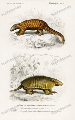 Dictionnaire Universel Dhistoire Naturelle Vintage Prints