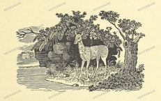 Fauna Vintage Prints