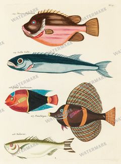 Fish Vintage Prints