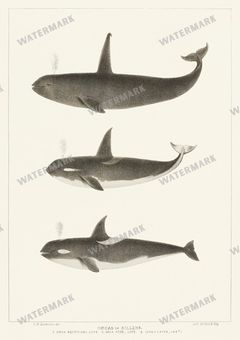Fish Vintage Prints