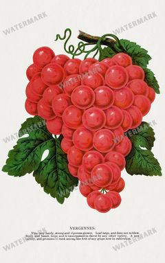 Folio Of Botanical Specimen Vintage Prints