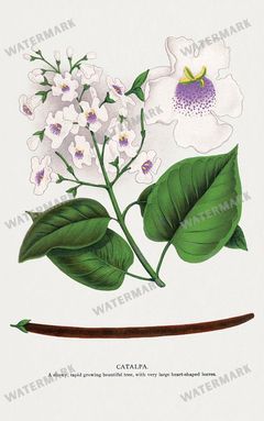 Folio Of Botanical Specimen Vintage Prints