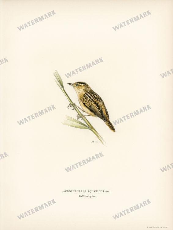 Birds Vintage Prints