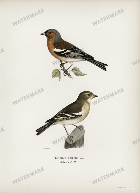 Birds Vintage Prints