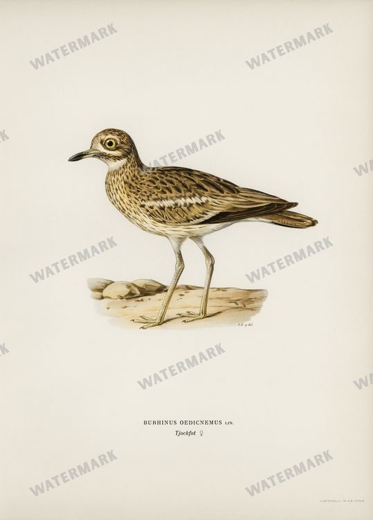 Birds Vintage Prints