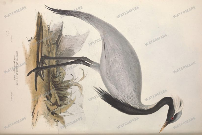 Birds Vintage Prints