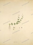Botanical Plant Vintage Prints