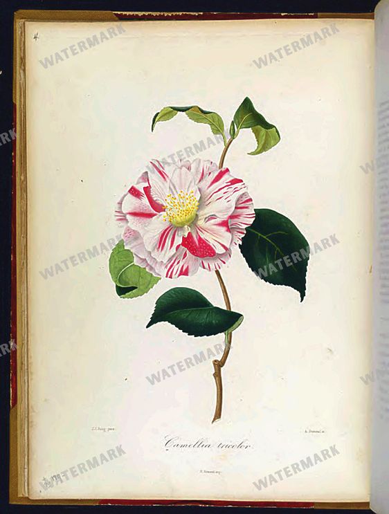Botanical Vintage Prints