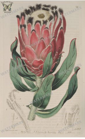 Botanical Vintage Prints
