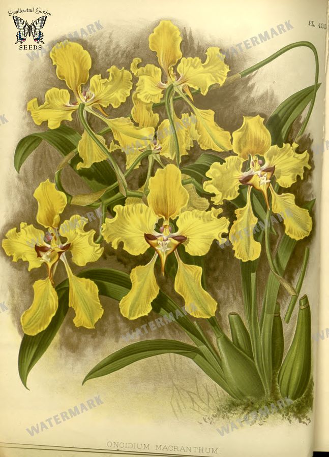 Botanical Vintage Prints