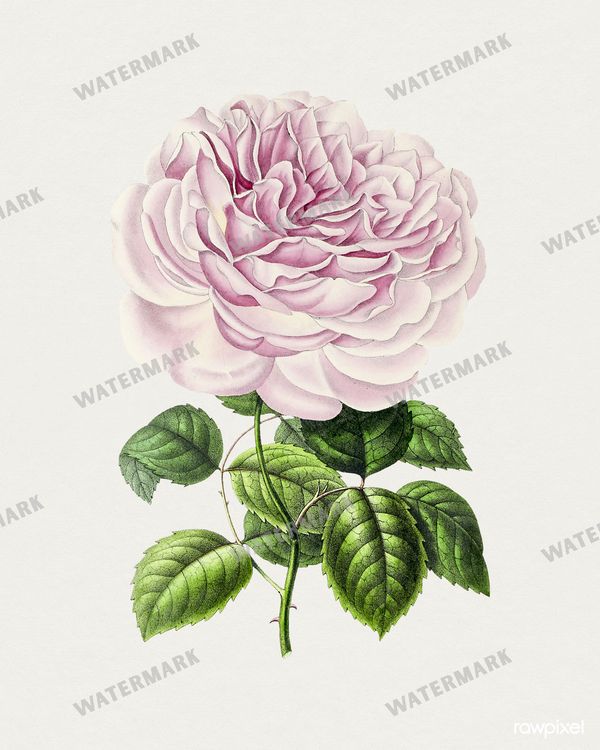 Botanical Vintage Prints