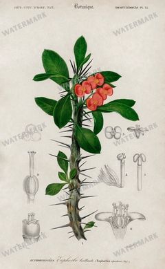 Dictionnaire Universel Dhistoire Naturelle Vintage Prints