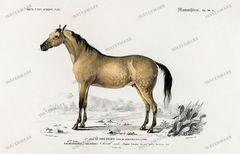 Dictionnaire Universel Dhistoire Naturelle Vintage Prints