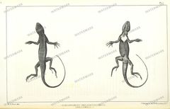 Fauna Vintage Prints