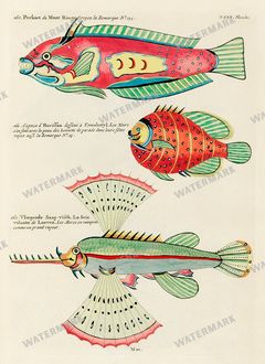 Fish Vintage Prints
