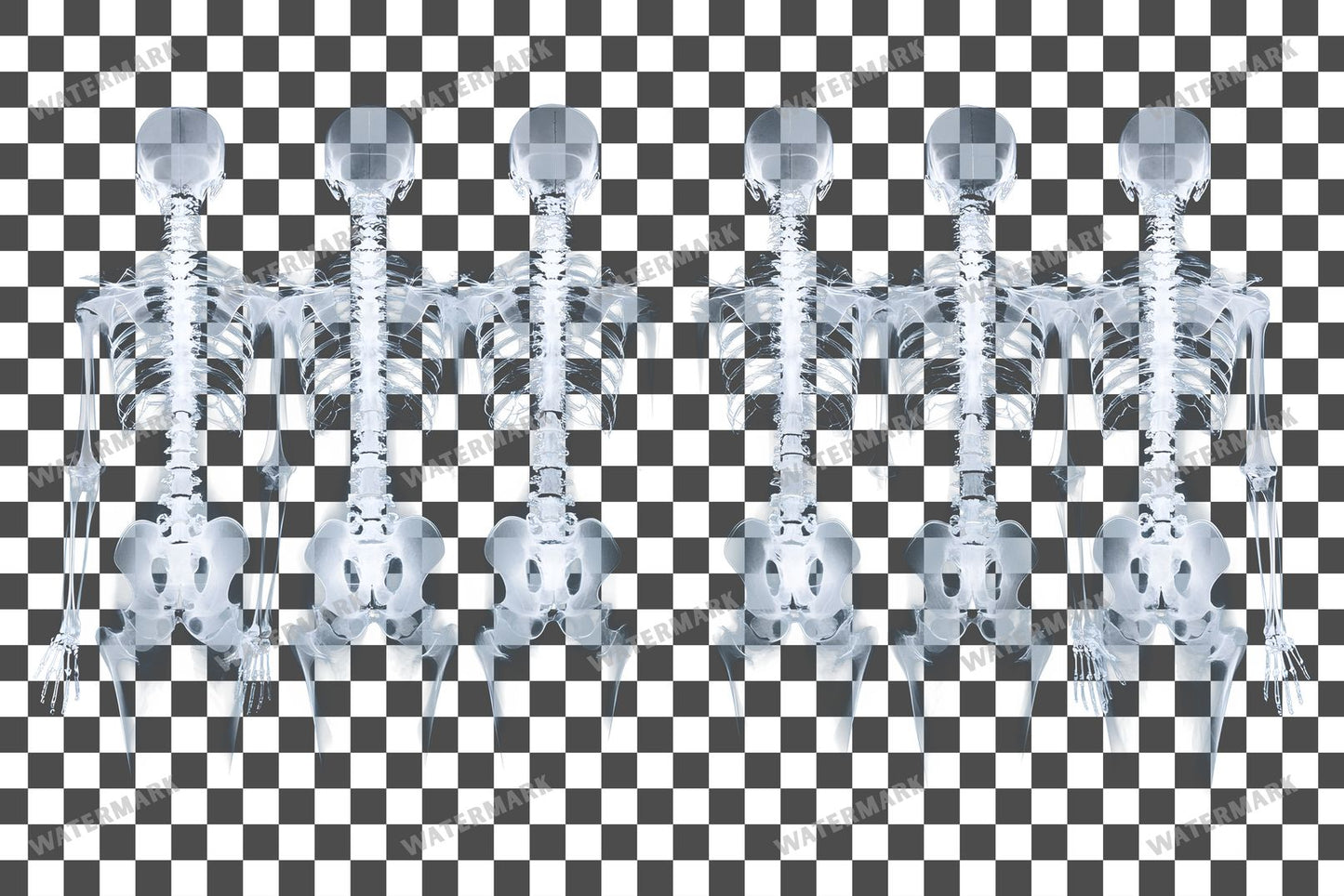 X-Ray Transparent Overlay Pngs