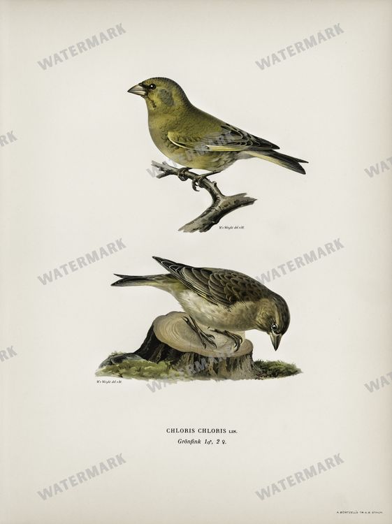 Birds Vintage Prints