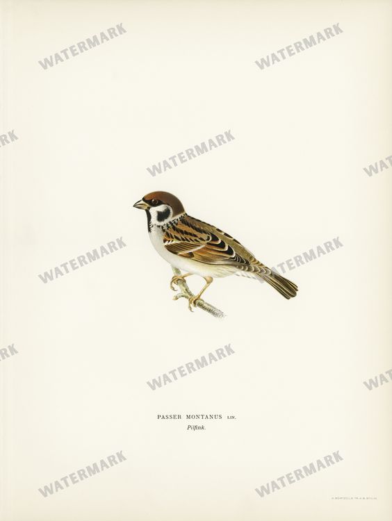 Birds Vintage Prints