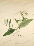 Botanical Plant Vintage Prints