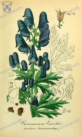 Botanical Vintage Prints