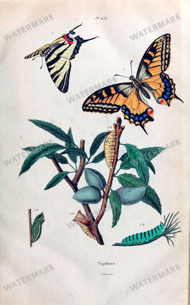 Botanical Vintage Prints