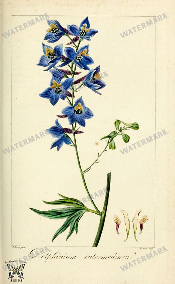 Botanical Vintage Prints