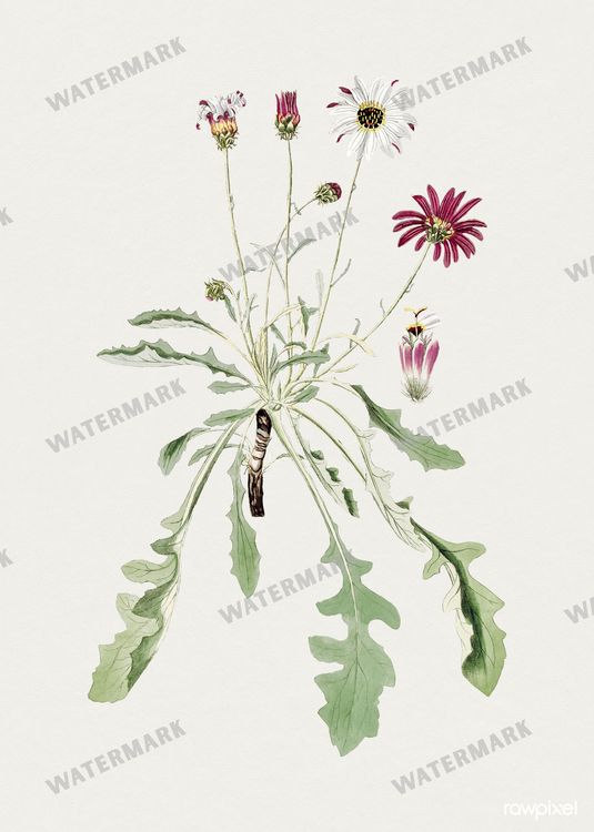 Botanical Vintage Prints