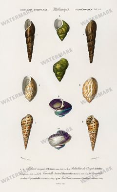 Dictionnaire Universel Dhistoire Naturelle Vintage Prints