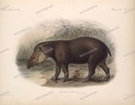 Fauna Vintage Prints