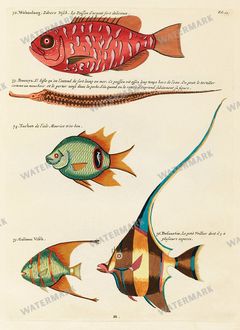 Fish Vintage Prints