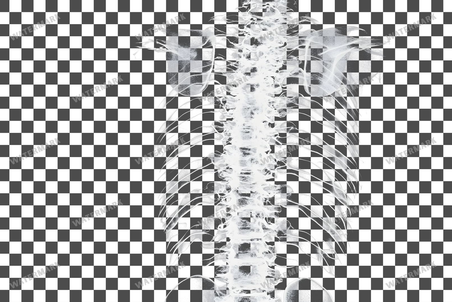 X-Ray Transparent Overlay Pngs