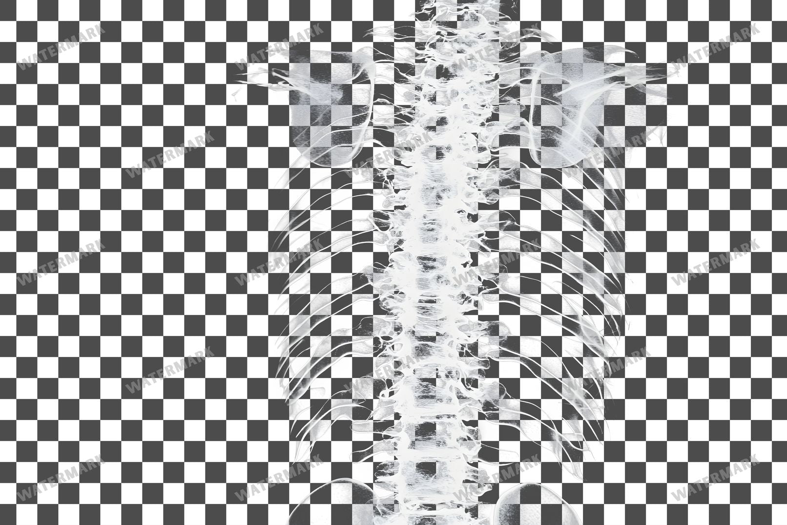 X-Ray Transparent Overlay Pngs