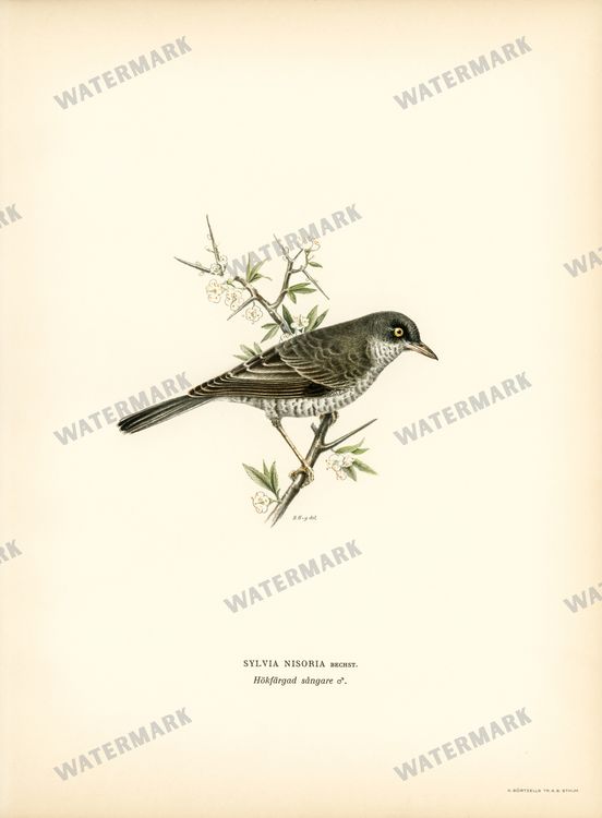 Birds Vintage Prints
