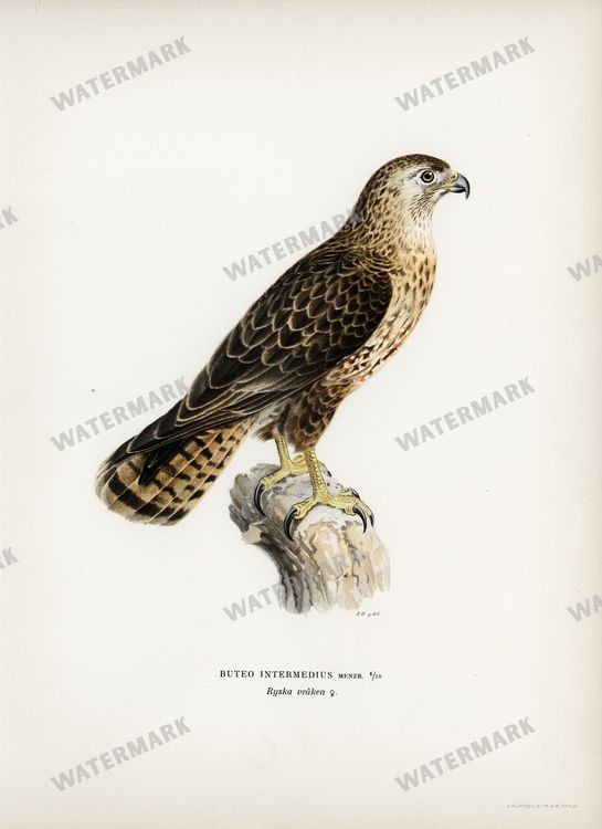 Birds Vintage Prints