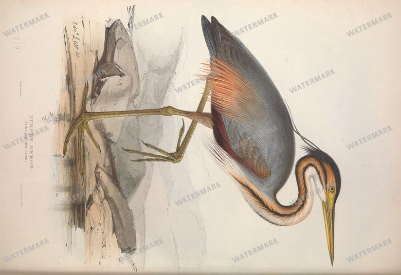 Birds Vintage Prints