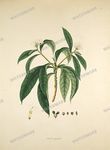 Botanical Plant Vintage Prints