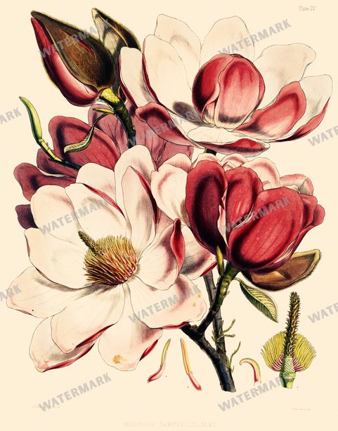 Botanical Vintage Prints