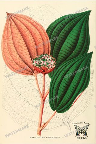 Botanical Vintage Prints